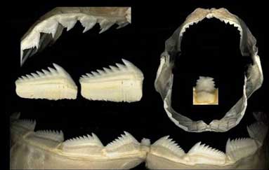 Hexanchus griseus_04.jpg